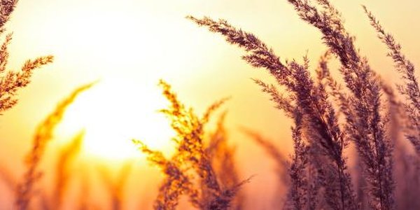 Июль 2016 стал самым жарким месяцем за всю историю наблюдений