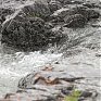Из-за дождей на реках Приморья повысился уровень воды