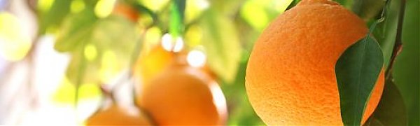 Цитрусовые признали эффективным средством от ожирения