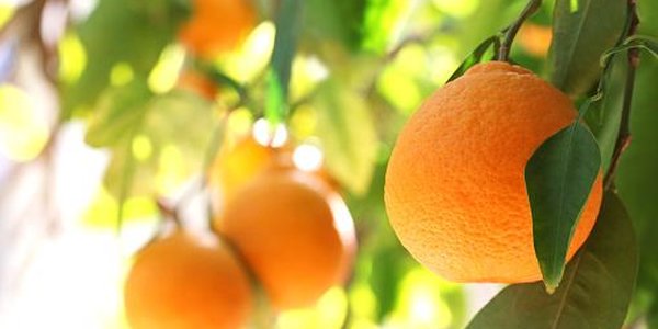 Цитрусовые признали эффективным средством от ожирения