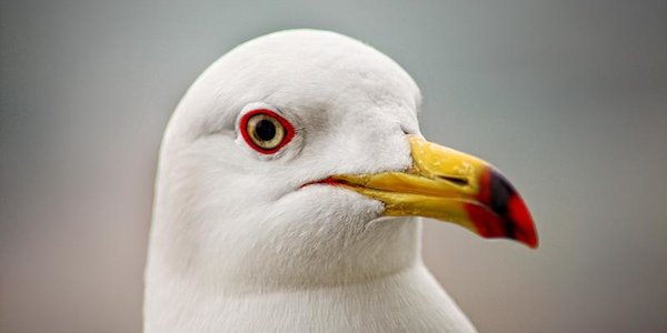 Чайка вмешалась в прогноз погоды (ВИДЕО)