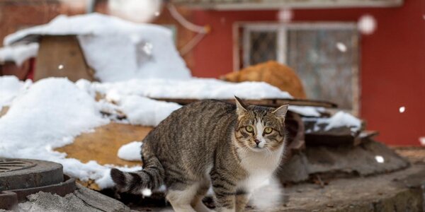 Снег и похолодание — синоптики дали прогноз погоды в Приморье на 5 марта