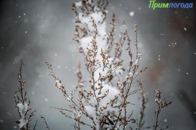 В первый день календарной весны у погоды на Дальнем Востоке зимний характер