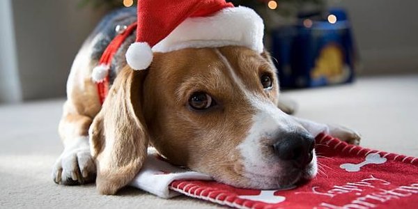 Приюты для животных отказываются отдавать питомцев на Рождество