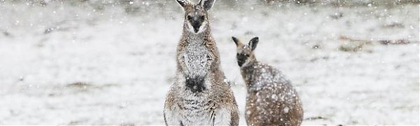 Первый день австралийской зимы начался с редкого в этих широтах снегопада