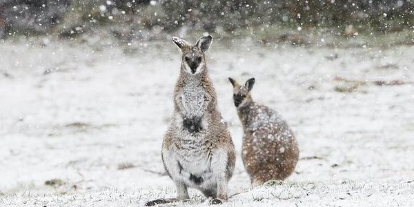 Первый день австралийской зимы начался с редкого в этих широтах снегопада