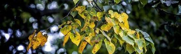 Ночные морозы до -2 °С ожидаются в горных районах Приморья на следующей неделе