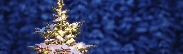 Около 60 тысяч новогодних елей заготовят в Приморье