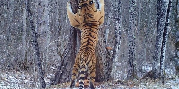 10 февраля – День рождения Сихотэ-Алинского заповедника