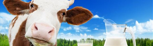 Довольные коровы дают более питательное молоко