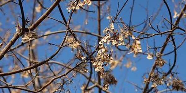 Очередная оттепель придёт во Владивосток в конце недели