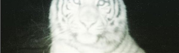 Тигр сделал селфи в «Земле леопарда» в Приморье