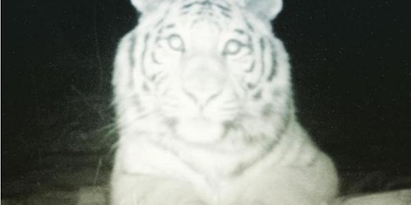 Тигр сделал селфи в «Земле леопарда» в Приморье