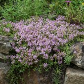 Июль в Сихотэ-Алинском заповеднике — жаркая макушка лета