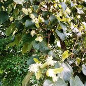 Июль в Сихотэ-Алинском заповеднике — жаркая макушка лета