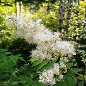Июль в Сихотэ-Алинском заповеднике — жаркая макушка лета