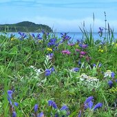 Июль в Сихотэ-Алинском заповеднике — жаркая макушка лета