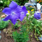 Июль в Сихотэ-Алинском заповеднике — жаркая макушка лета