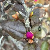 Июль в Сихотэ-Алинском заповеднике — жаркая макушка лета