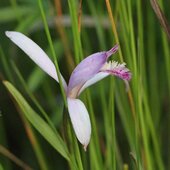 Июль в Сихотэ-Алинском заповеднике — жаркая макушка лета
