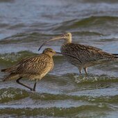 Июль в Сихотэ-Алинском заповеднике — жаркая макушка лета