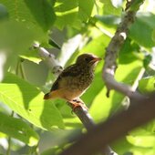 Июль в Сихотэ-Алинском заповеднике — жаркая макушка лета