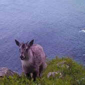 Июль в Сихотэ-Алинском заповеднике — жаркая макушка лета