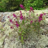 Июль в Сихотэ-Алинском заповеднике — жаркая макушка лета
