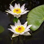 Июль в Сихотэ-Алинском заповеднике — жаркая макушка лета