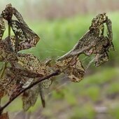 Июль в Сихотэ-Алинском заповеднике — жаркая макушка лета