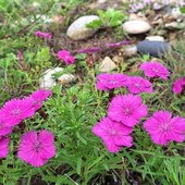 Июль в Сихотэ-Алинском заповеднике — жаркая макушка лета