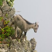 Июль в Сихотэ-Алинском заповеднике — жаркая макушка лета