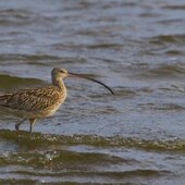 Июль в Сихотэ-Алинском заповеднике — жаркая макушка лета