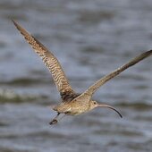 Июль в Сихотэ-Алинском заповеднике — жаркая макушка лета