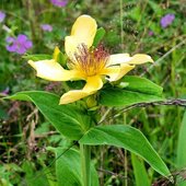 Июль в Сихотэ-Алинском заповеднике — жаркая макушка лета