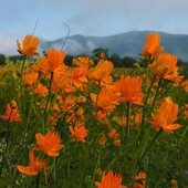 Июль в Сихотэ-Алинском заповеднике — жаркая макушка лета
