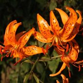 Июль в Сихотэ-Алинском заповеднике — жаркая макушка лета