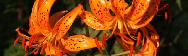 Июль в Сихотэ-Алинском заповеднике — жаркая макушка лета