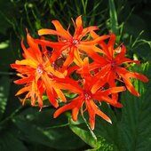 Июль в Сихотэ-Алинском заповеднике — жаркая макушка лета