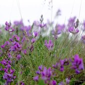 Июль в Сихотэ-Алинском заповеднике — жаркая макушка лета