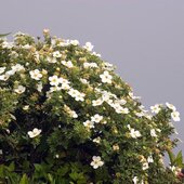 Июль в Сихотэ-Алинском заповеднике — жаркая макушка лета