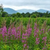 Июль в Сихотэ-Алинском заповеднике — жаркая макушка лета