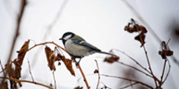 Завтра местами на юге края пройдет небольшой снег