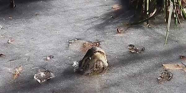 В США аллигаторы вмёрзли в лёд (ВИДЕО)