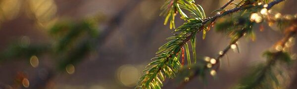 На юге Приморья сохранятеся высокий класс пожарной опасности леса