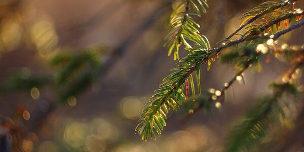 На юге Приморья сохранятеся высокий класс пожарной опасности леса
