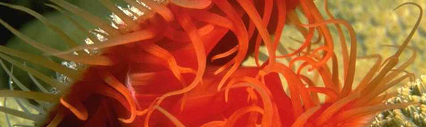 Водолазы подсчитают запасы морских деликатесов возле Курил