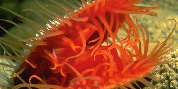 Водолазы подсчитают запасы морских деликатесов возле Курил