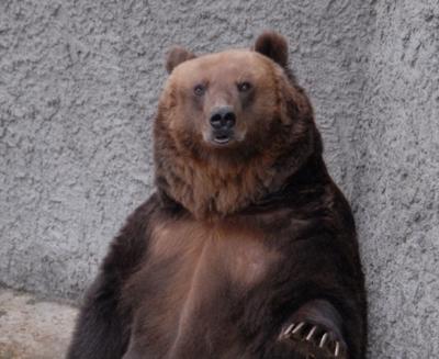 В Якутии медведь напал на сотрудницу метеостанции