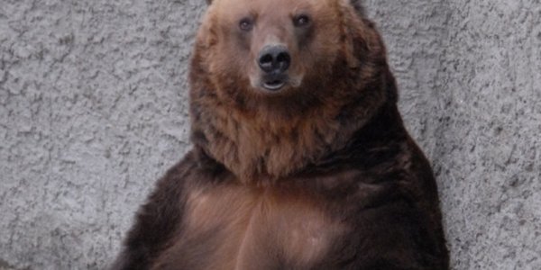 В Якутии медведь напал на сотрудницу метеостанции